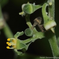 Cayratia pedata (Lam.) Gagnep.